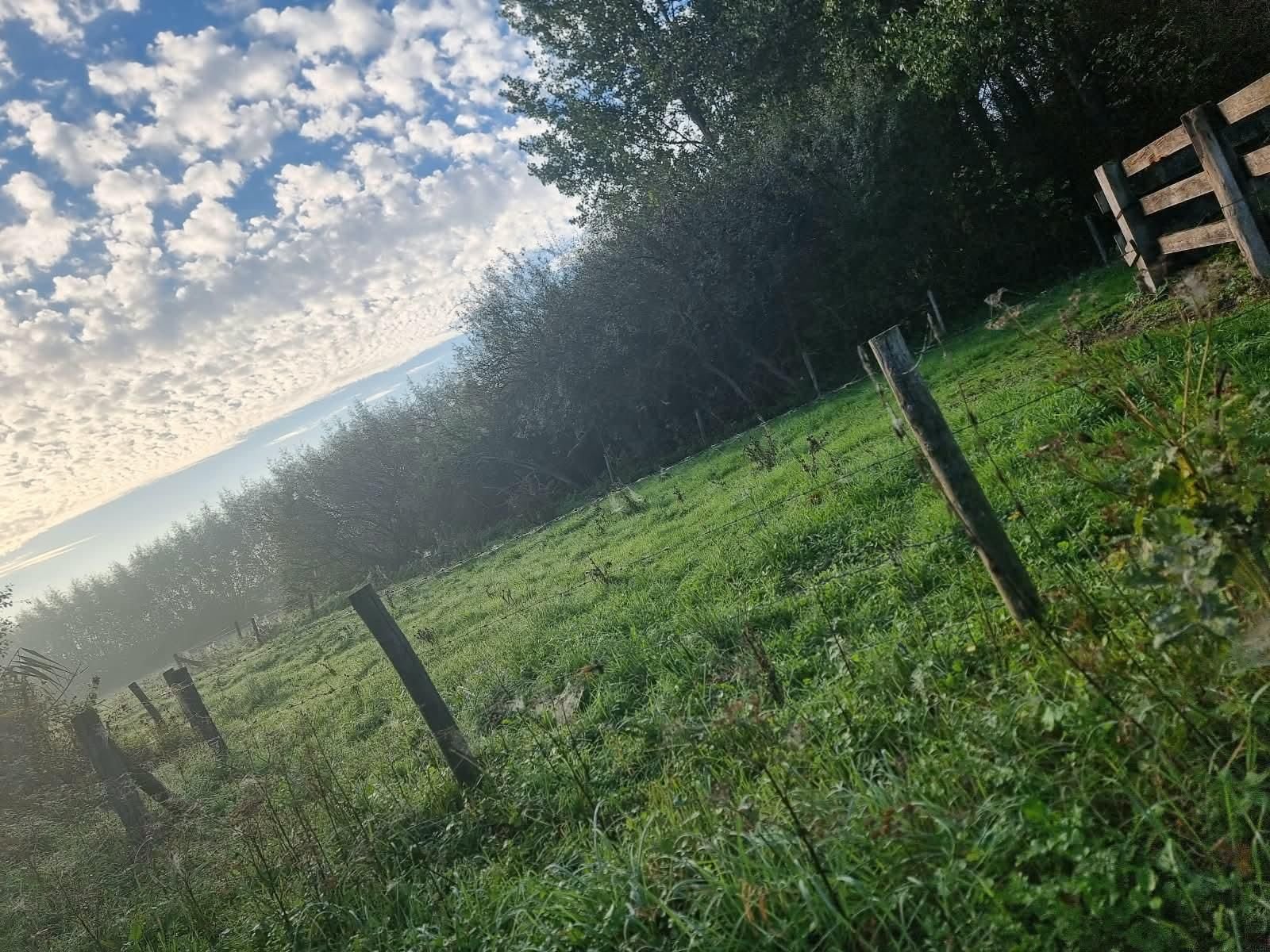 Herstelloop en zone 1 hardlopen: waarom rustig lopen en wandelen je sneller maakt